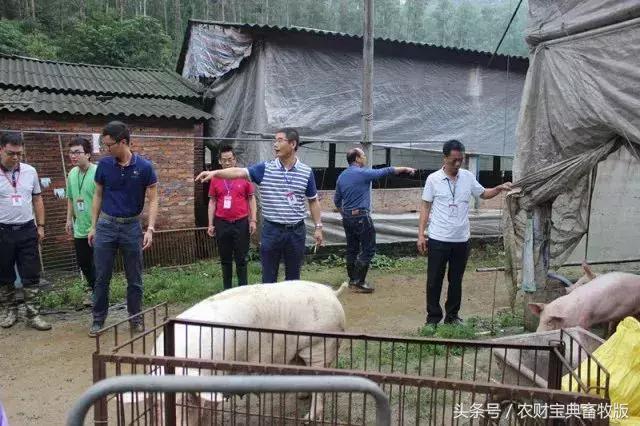 养猪人注意了：今年广州黄埔全区禁养、佛山高明禁养面积翻倍！