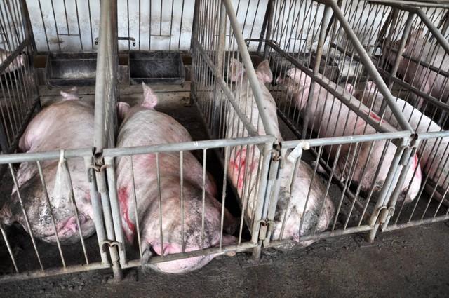 1月11日，养猪人卖猪的价格