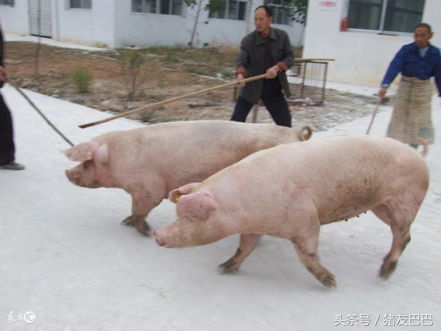 农村养猪场四大禁忌，违反哪一条养猪定赔钱！