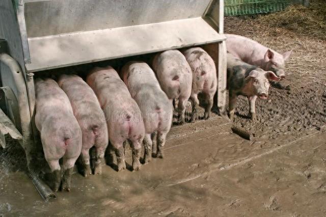1月11日，养猪人卖猪的价格