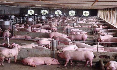 畜牧大集团投资32亿建养猪场，规模化养猪场还在疯狂扩张