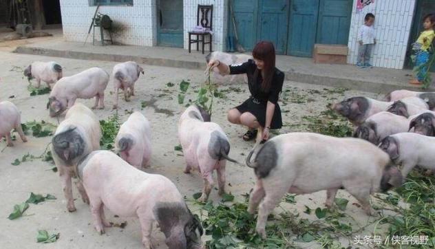 农民家自喂熟食的猪比在养猪场喂饲料的猪，哪种猪肉好吃些？