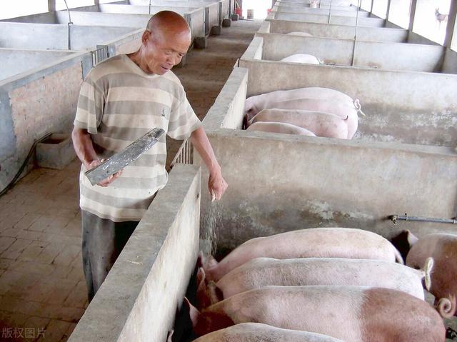 养猪自配高效饲料：每天长2斤，四个月出栏，中药配合，四段投料