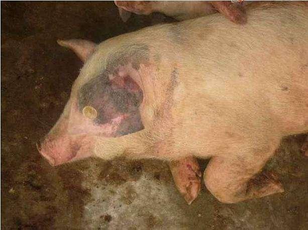 一种新猪病传入中国，患病猪死亡率近100%，养猪人该怎么办？
