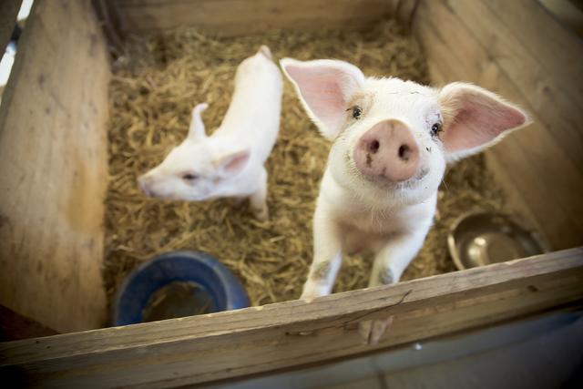 重磅！江苏再次针对生猪生产出台专项政策措施