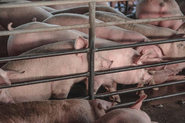 重磅！江苏再次针对生猪生产出台专项政策措施