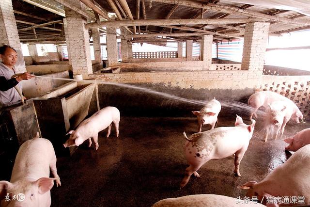 小型养猪场的生产工艺流程是什么样的？