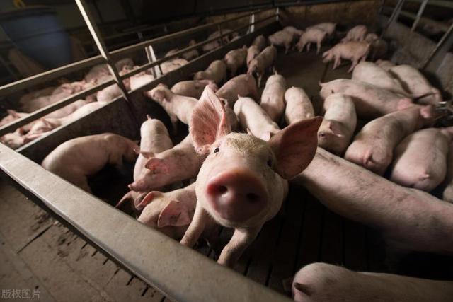 为什么现在很多农民养猪都不赚钱？
