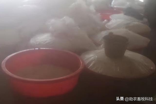 广东这个猪场用发酵豆渣喂猪总结了最佳配方，省钱好用少生病