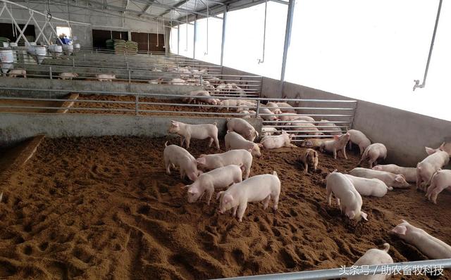 颠覆你的想象——漏缝板薄垫料新型发酵床环保养猪新技术