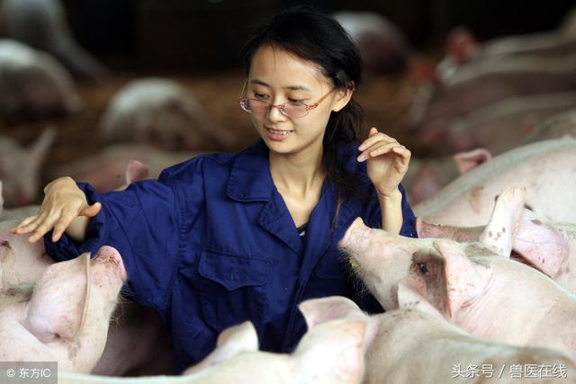 生态环保养猪化——未来的发展趋势！