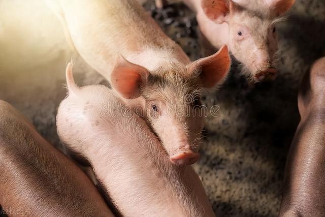 为什么现在很多农民养猪都不赚钱？