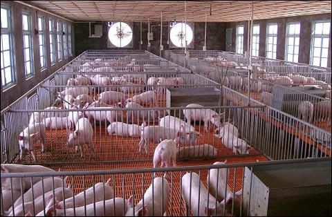 现代化养殖处处要用电，你知道平摊到一头猪上的电费是多少吗？