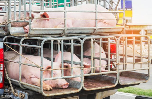 猪价“突变”，猪企上亿元投资养猪，能跌到多少钱？