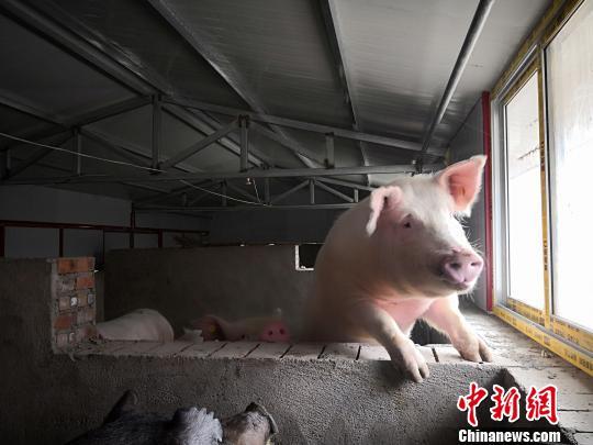 甘肃一养殖厂探索“租赁”母猪：与村民“共享”致富