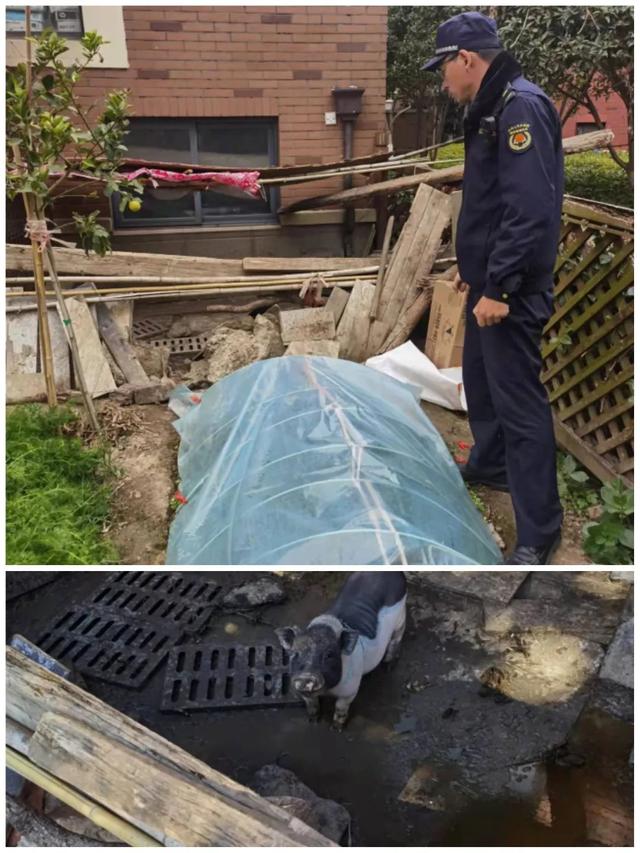 好家伙！在松江的小区里有人养猪，邻居崩溃，城管管了