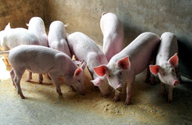 国家鼓励农民养猪，这四大补贴政策你知道吗？
