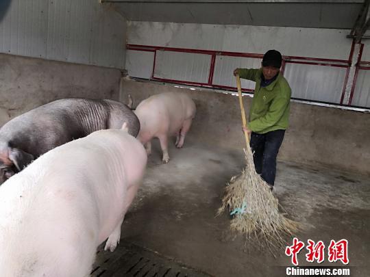 甘肃一养殖厂探索“租赁”母猪：与村民“共享”致富