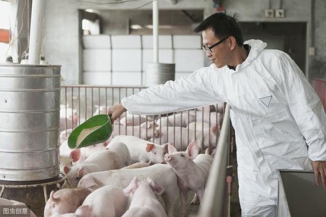 猪价“突变”，猪企上亿元投资养猪，能跌到多少钱？