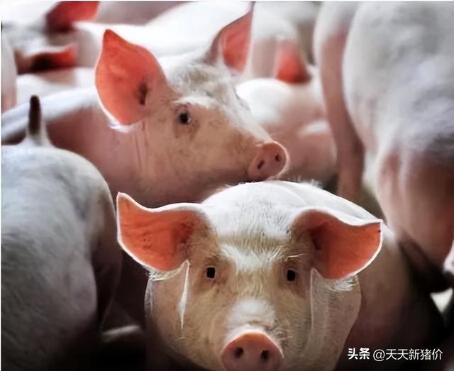 猪价有变！多地飘红！2023.12.16 全国各地生猪价格信息！