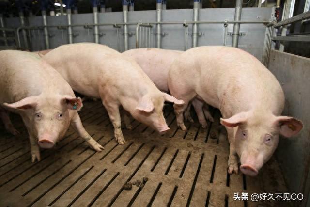 农民养猪有4大补贴政策，国家惠民政策真好！养殖户了解了吗？
