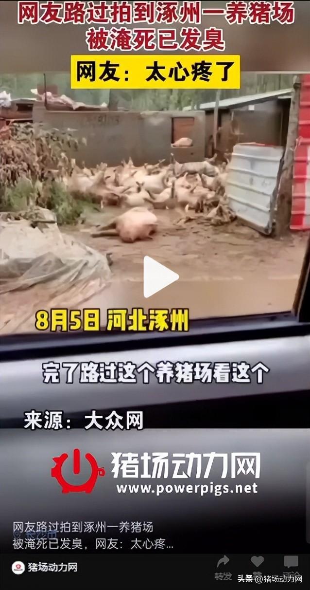 转扩！黑龙江一个5000头猪场被洪水围困，负责人紧急求援