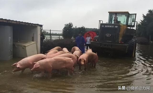 转扩！黑龙江一个5000头猪场被洪水围困，负责人紧急求援