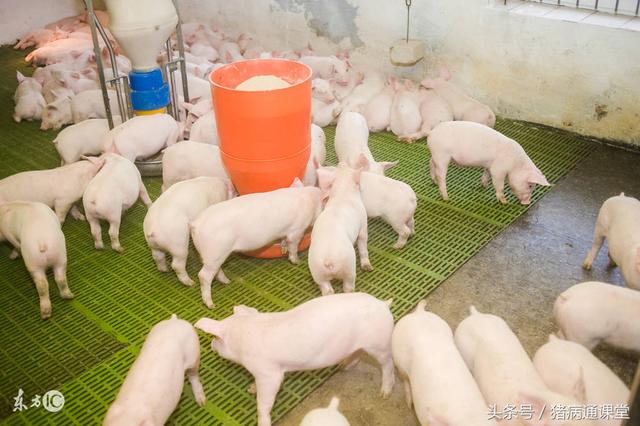 养猪场这些保温措施，你都知道吗？