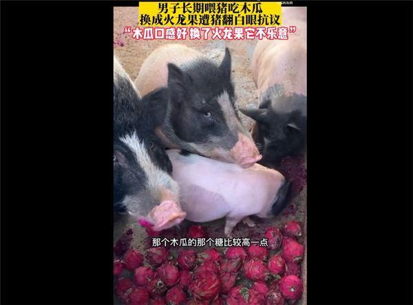 广东一名男子用火龙果喂猪，被猪翻白眼，实在是太搞笑了