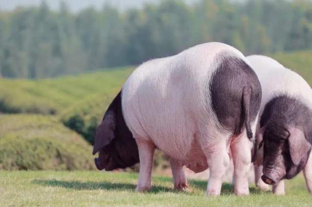 真的不臭吗？Angelababy在浙江养猪场拍写真，有颜有料的牧场暑期逛起来