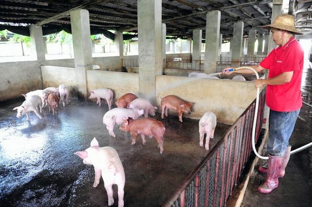 为什么在规模猪场打工的人，回家自己养猪，十个养猪九个亏