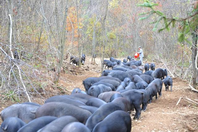 林下养猪好处多，但需要选好合适的林地，哪些林地可以用来养猪？