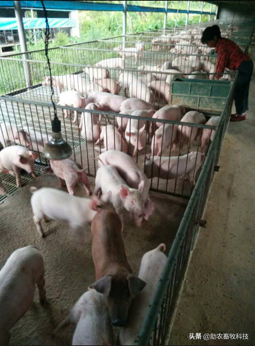 种植牧草养猪如何实施才能达到更好的运用效果？