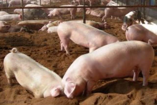 发酵床养猪一再被人提起，它有哪些优势？