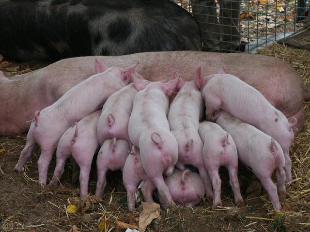 据说农村禁止养猪？农民合法养猪的“正确答案”来了