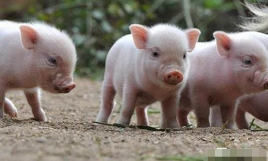 环保局为啥不让养猪了，都是哪些地方不让养猪？