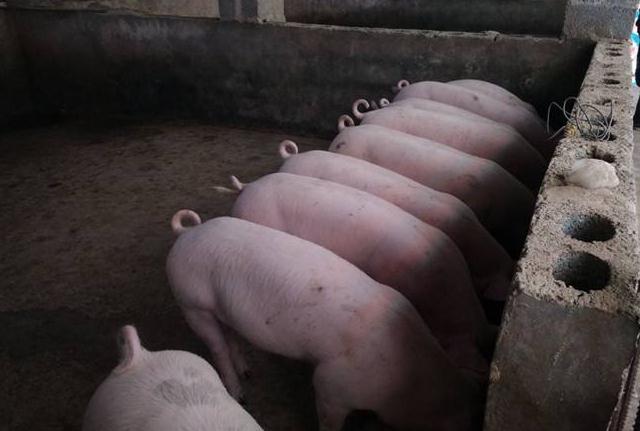 猪场消毒全面详解：猪场消毒在实际生产中的应用