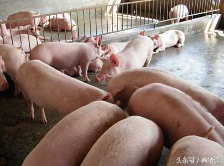 账一算吓一跳，告诉你养猪场怎样育肥才能避免饲料浪费！