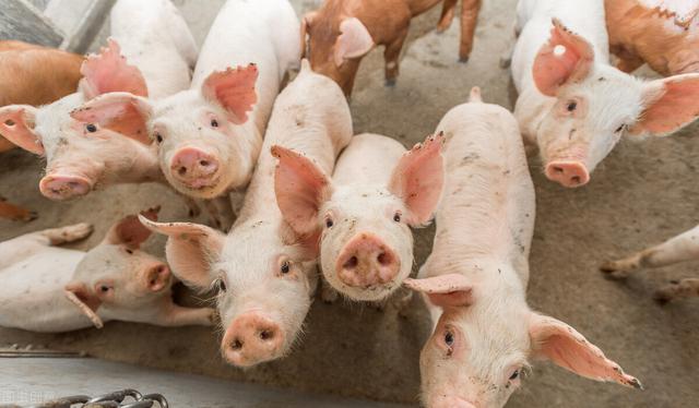中国超级养猪场，年产猪210万头，究竟是怎么做到的？