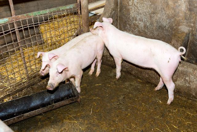 据说农村禁止养猪？农民合法养猪的“正确答案”来了