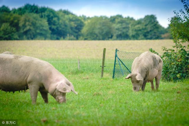 新建的养猪场要怎么办理环评手续？4个关键要点要弄清楚！