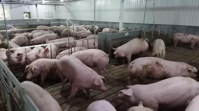 箬溪生态园：总投资2.2亿！打造现代化种猪养殖示范基地