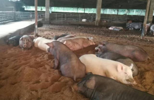 发酵床养猪一再被人提起，它有哪些优势？