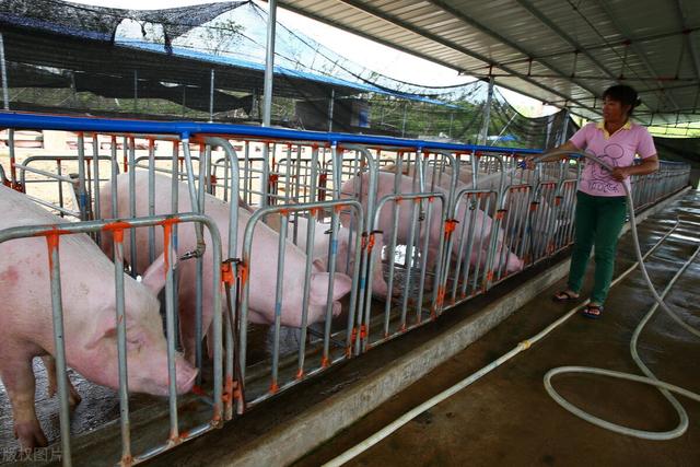 中国超级养猪场，年产猪210万头，究竟是怎么做到的？