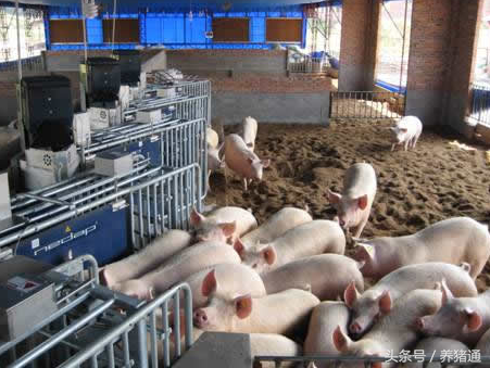 账一算吓一跳，告诉你养猪场怎样育肥才能避免饲料浪费！