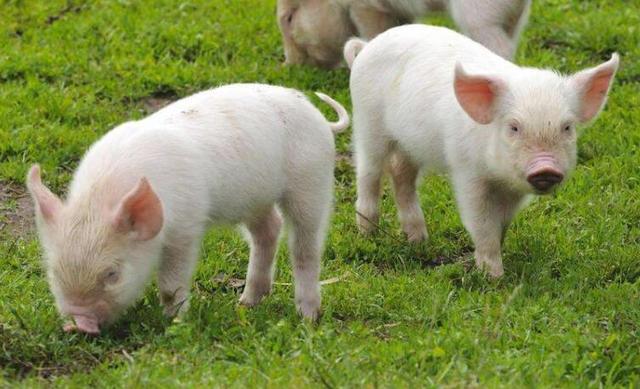 海归人士程功创业开养猪场，如今靠养猪发家致富，年收入500万
