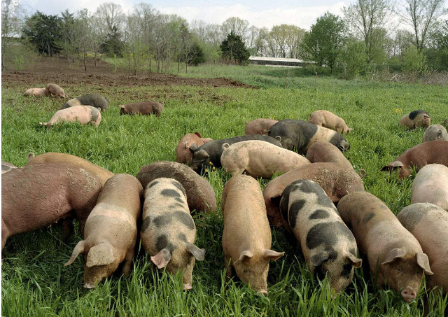 环保局为啥不让养猪了，都是哪些地方不让养猪？