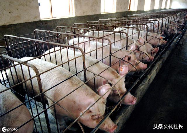 福州市对达标排放的规模养猪场新增种猪每头补贴200元，加大扶持