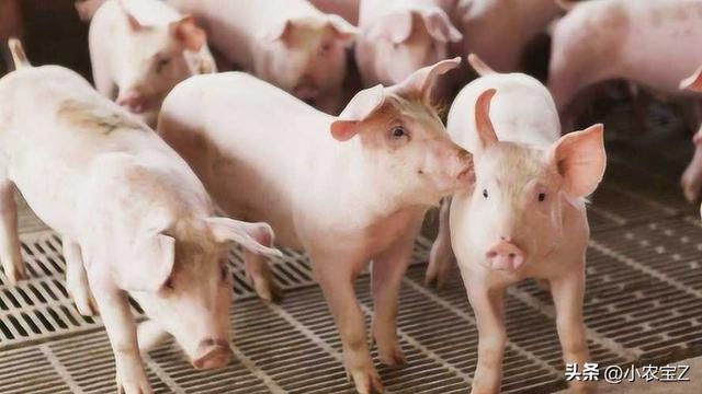 国家为何要禁止农民养猪？难道真的是因为农民养猪污染环境吗？