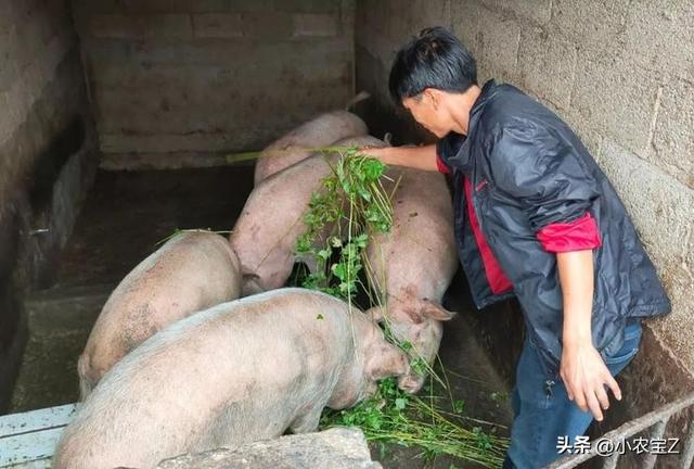国家为何要禁止农民养猪？难道真的是因为农民养猪污染环境吗？